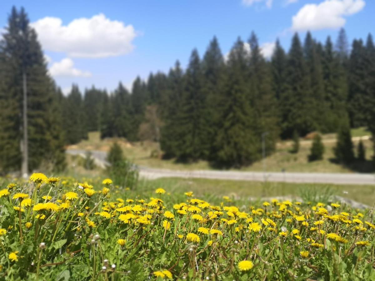 The Evergreen Nest - Silver Mountain Poiana Brasov Luaran gambar